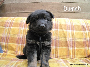 Dumah, zwart bruine odh pup